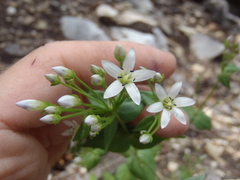 Gentianella microcalyx