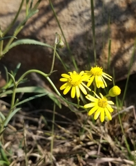Senecio madagascariensis