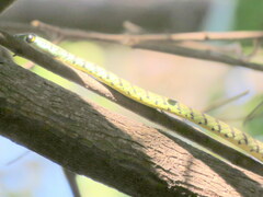 Philothamnus semivariegatus