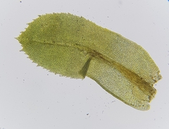 Leptodontium flexifolium