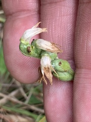 Spiranthes incurva