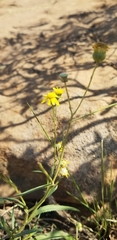 Senecio madagascariensis
