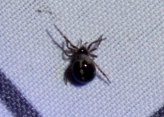 Steatoda borealis
