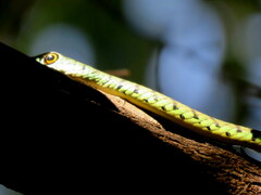 Philothamnus semivariegatus