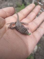 Sceloporus grammicus