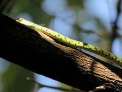 Philothamnus semivariegatus