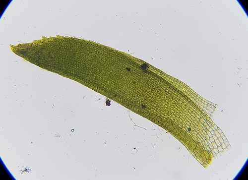 Image of Bent-Leaved Beard-Moss (Leptodontium flexifolium) by (c) Helen Waterman, some rights reserved (CC BY)
