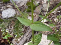 Gentianella microcalyx