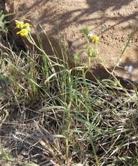 Senecio madagascariensis