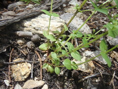 Gentianella microcalyx