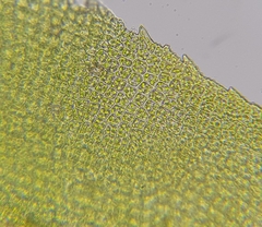 Leptodontium flexifolium