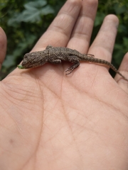 Sceloporus grammicus