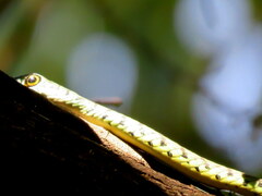 Philothamnus semivariegatus