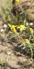 Senecio madagascariensis