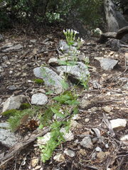 Gentianella microcalyx
