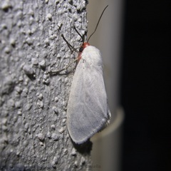 Pygarctia