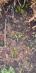 Leptodontium flexifolium