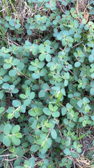 Euphorbia serpens