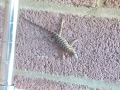 Sceloporus magister