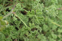Pelargonium trifidum