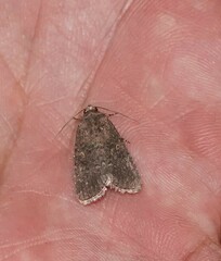 Spodoptera cilium
