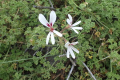 Pelargonium trifidum