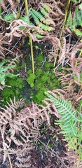 Leptodontium flexifolium