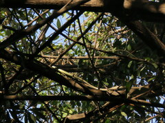 Philothamnus semivariegatus