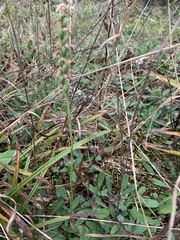 Spiranthes incurva
