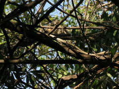 Philothamnus semivariegatus