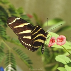 Heliconius charithonia vazquezae