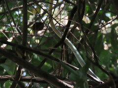 Philothamnus semivariegatus