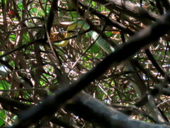 Philothamnus semivariegatus