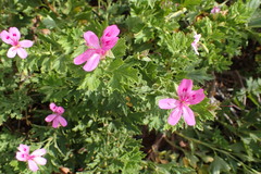Pelargonium