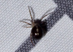 Steatoda borealis