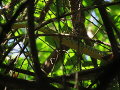 Philothamnus semivariegatus