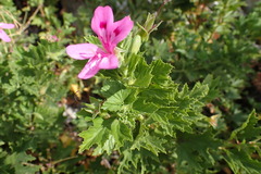 Pelargonium