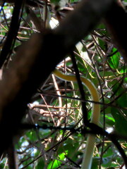 Philothamnus semivariegatus