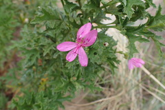 Pelargonium
