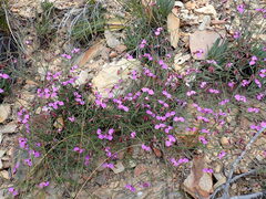 Polygala microlopha