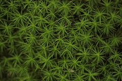 Polytrichum formosum