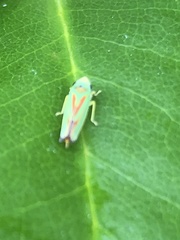 Graphocephala fennahi