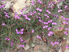Polygala microlopha