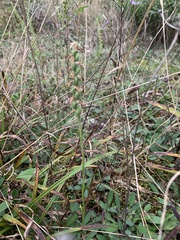 Spiranthes incurva