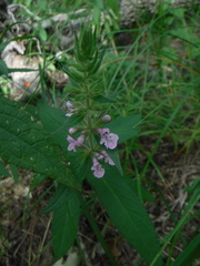 Stachys palustris