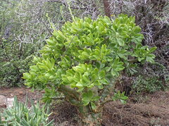 Tylecodon paniculatus