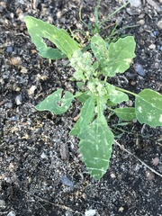Chenopodium album