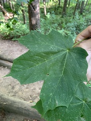 Acer nigrum