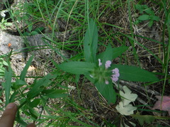 Stachys palustris