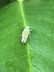 Graphocephala fennahi